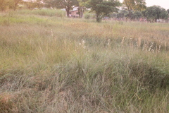Cyperus