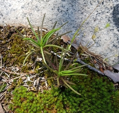 Phemeranthus mengesii