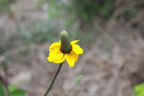 Coahuila's Hat (Ratibida coahuilensis)