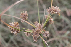 Cyperus