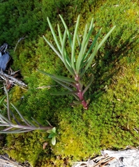 Phemeranthus mengesii