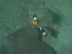 Amphiprion annamensis