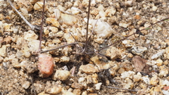 Nemacladus longiflorus