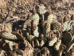 Opuntia basilaris brachyclada