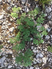 Desmanthus velutinus