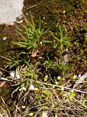 Phemeranthus mengesii