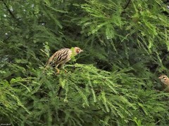 Coryphistera alaudina