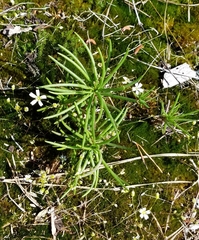 Phemeranthus mengesii