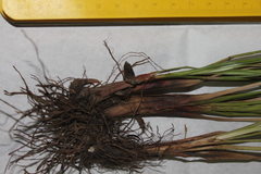 Cyperus