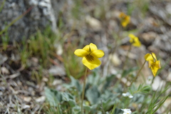 Viola pinetorum
