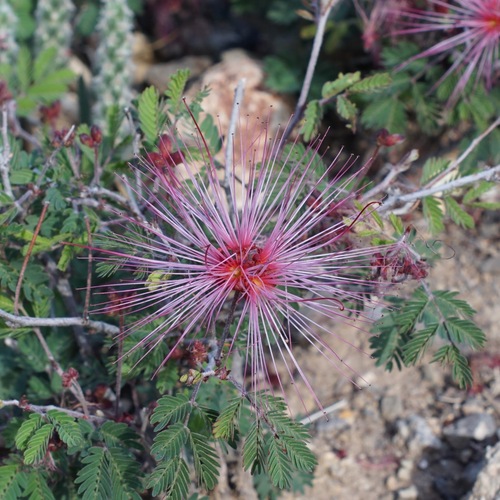 Calliandra eriophylla