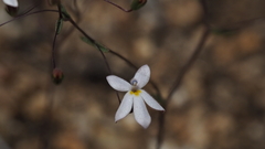 Nemacladus longiflorus