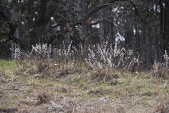 Salix humilis tristis