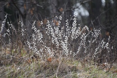 Salix humilis tristis