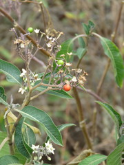Solanum pubigerum