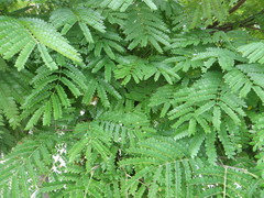 Cenostigma pluviosum peltophoroides