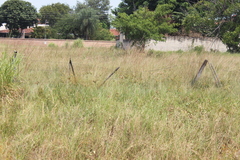 Cyperus
