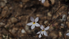 Nemacladus longiflorus