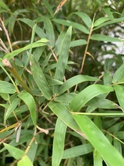 Pseudosasa japonica