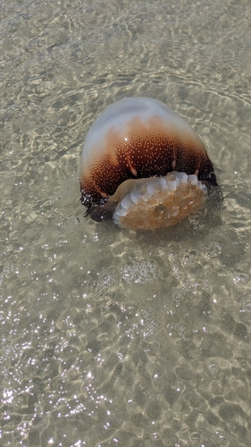 Cannonball Jelly photographed in Georgia