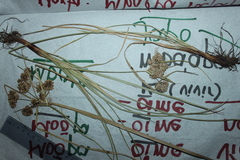 Cyperus