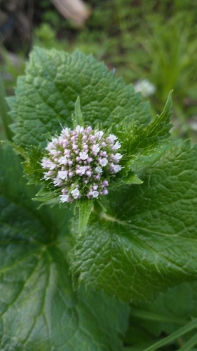 Image of Valeriana pyrenaica by (c) Gijs Romijn, some rights reserved (CC BY)