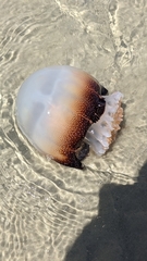 Stomolophus meleagris