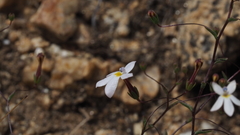 Nemacladus longiflorus