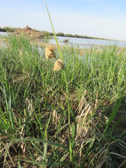 Bolboschoenus maritimus paludosus