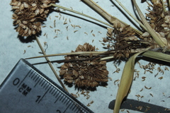 Cyperus