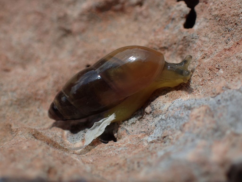 Ferussacia folliculum