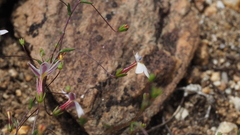 Nemacladus longiflorus
