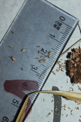 Cyperus