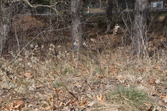 Salix humilis tristis