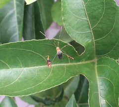 Anisoscelis foliaceus