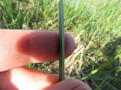 Bolboschoenus maritimus paludosus