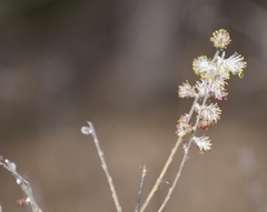 Salix humilis tristis