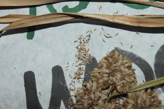 Cyperus