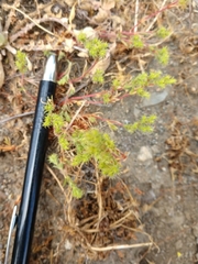 Lastarriaea coriacea