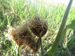 Bolboschoenus maritimus paludosus