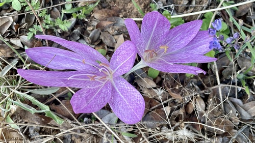Colchicum bivonae