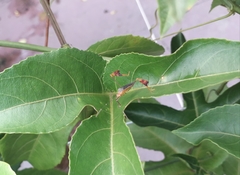 Anisoscelis foliaceus