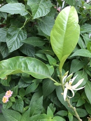 Magnolia × alba
