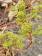 Lastarriaea coriacea