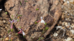 Nemacladus longiflorus
