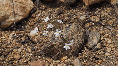 Nemacladus longiflorus