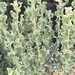 Wavy-leaved Saltbush - Photo no rights reserved, uploaded by Ingo Renner