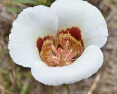 Calochortus vestae