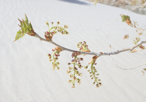 iNaturalist observation 2024-04-01