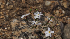 Nemacladus longiflorus